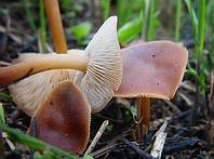   Collybia butyracea